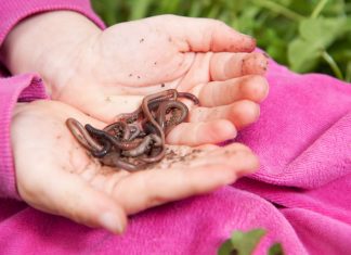 Kind hält Regenwürmer in der Hand