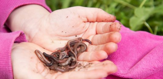 Kind hält Regenwürmer in der Hand