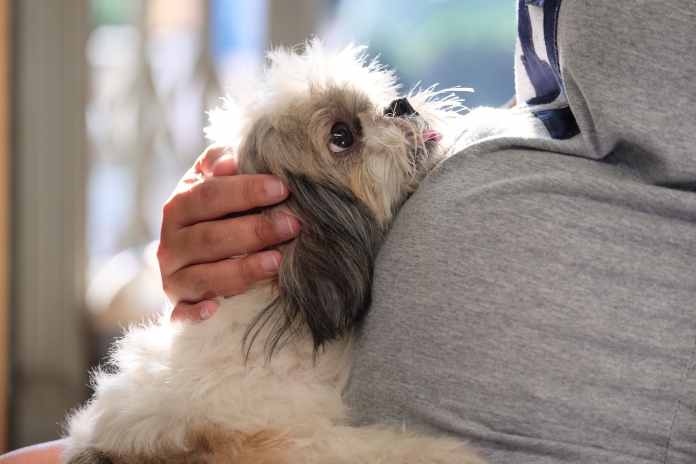 Tiere auf das neue Familienmitglied vorbereiten