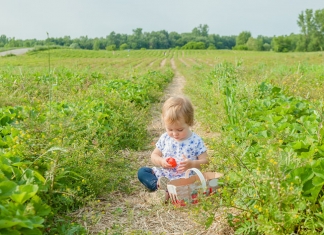 Baby isst Erdbeeren im Feld