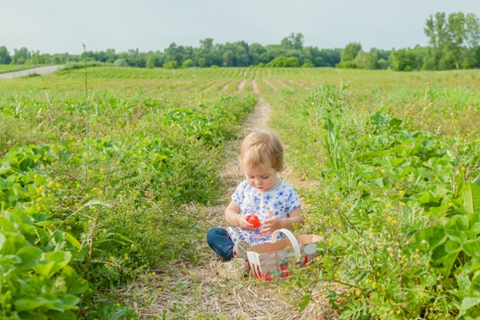 Baby isst Erdbeeren im Feld