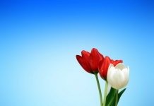 3 Tulpen