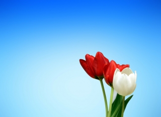 3 Tulpen