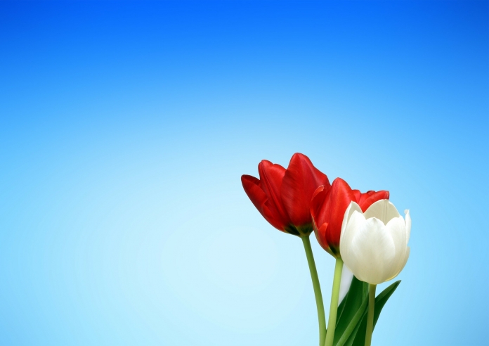 3 Tulpen