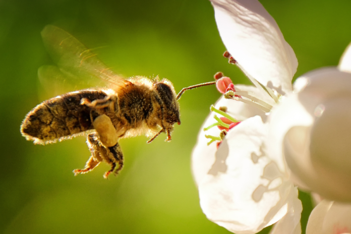 Weltbienentag_Beitragsbild