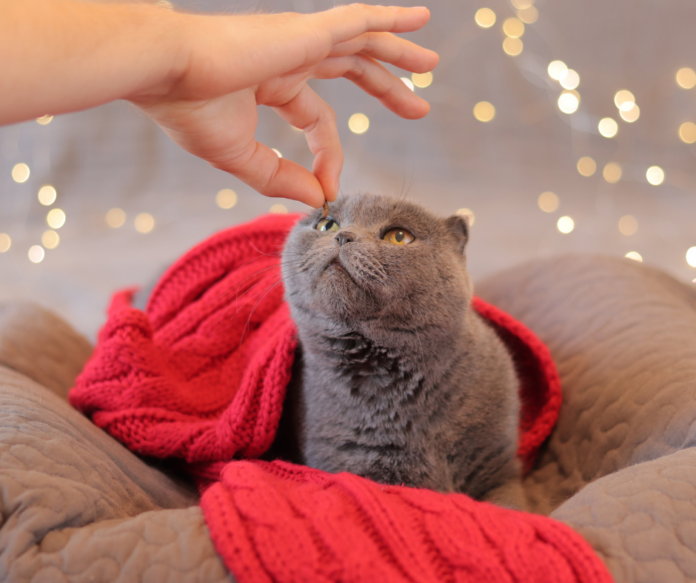 katzenl